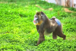 Hengshui Wildlife Park