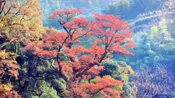 JingdezhenTours