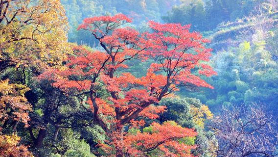 FuliangTours