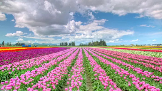 Skagit Valley