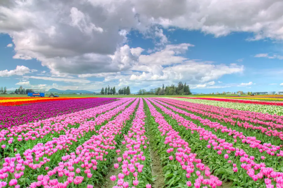 Skagit Valley