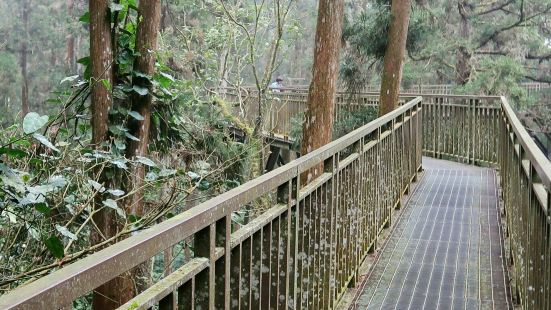 空中走廊是溪头森林游乐园里面的一处小景点。是一座高架人行道，