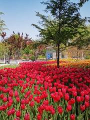 Chizhou Ecology Wetland Park