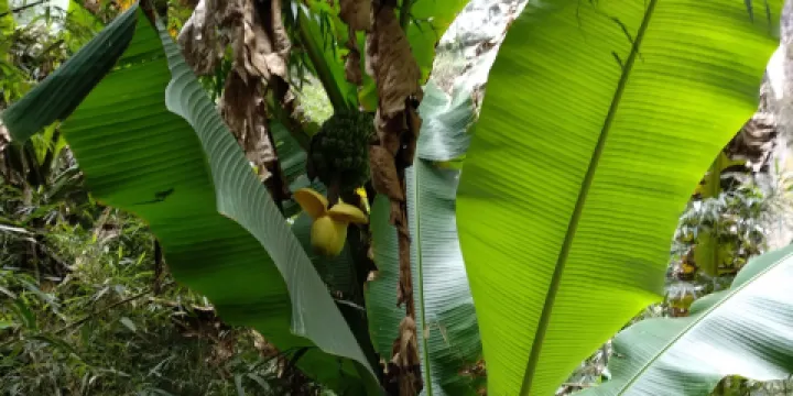 傅正剛貞豐特色糯米飯