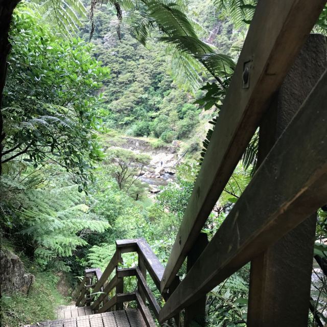 Redwoods Treewalk