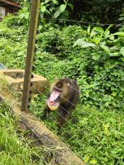 Jardín zoológico botánico de Mvog-Betsi