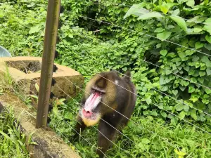 Jardín zoológico botánico de Mvog-Betsi