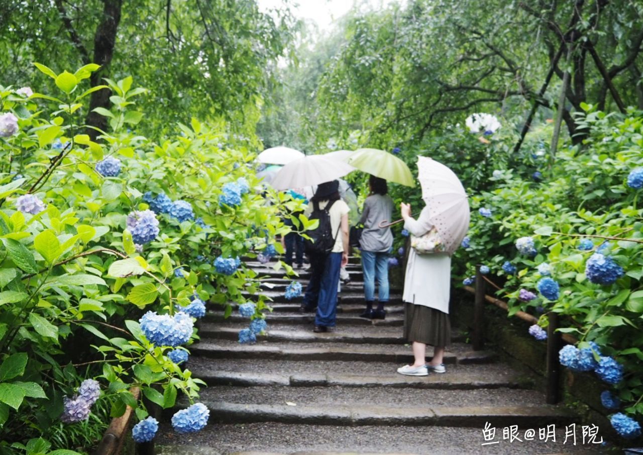 明月院旅遊攻略指南 明月院評論 明月院附近推薦 Trip Com 明月院旅遊攻略指南 明月院評論 明月院附近推薦 Trip Com