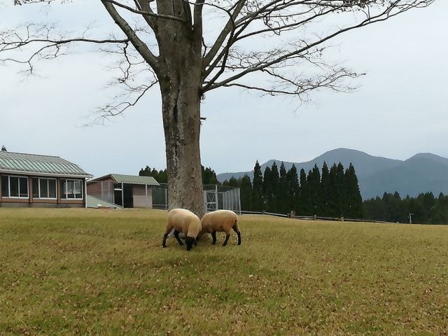 高千穗牧場