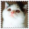 user-icon