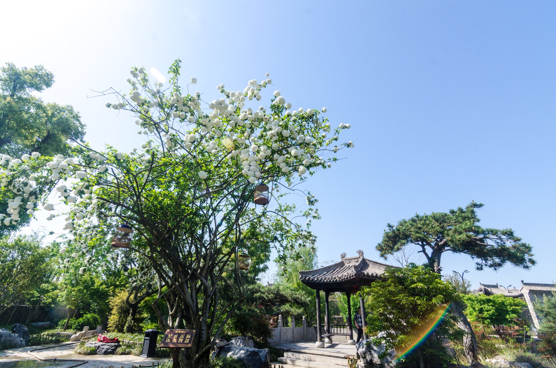 When it comes to Jiangnan and Chunyu, people always have such pictures in their minds, black and white, horse head wall, and small blue tile. In the yard, the powder wall smashed the edge of the tile, and a few early trees seemed to grow in the wall, and the spring rain of all things moistened this wonderful picture. In the north, things seem to be very different from the South, from the weather to the courtyard. Youjia Garden, although this is a Su-style garden, it is more atmospheric than the Suzhou Masters Garden. There are four parks in Youjia Garden. The bonsai gardens in the first park are the most attractive to tourists. There are bonsais such as plum blossoms, sea otters and pomegranates. The types and quantity of bonsais are very many. The second park is to see rockery, pavilions and pavilions. . The third park is a pine garden. You can see the pines and cypresses that have been trimmed into various shapes, some like umbrellas, some like towers, some like drums... vivid; the fourth park is a newly built garden and botanical garden. Here, the word "garden" of the Yujia Garden is veritable, and the vegetation in the park is evergreen. Take mountains, stone, pavilions, and pavilions to win. Don't have a look. Cross the stream bridge and step into the simple and elegant corridor. There is a flower hall on the east side of the promenade, named "Welcome Guest", quiet and elegant, antique. The promenade has nine old stones to the west. It consists of nine strange meteorites, rocks, sandstones and plant fossils. It is located on the stone basin carved by Jingwang. On the south side of the promenade, there are miniature Jiuling 18 peaks, the mountains overlap, and various trees are in the interstitial. The mountain quiet seat is quiet and quiet, and the upstairs and upstairs of the mountain are full of interest.