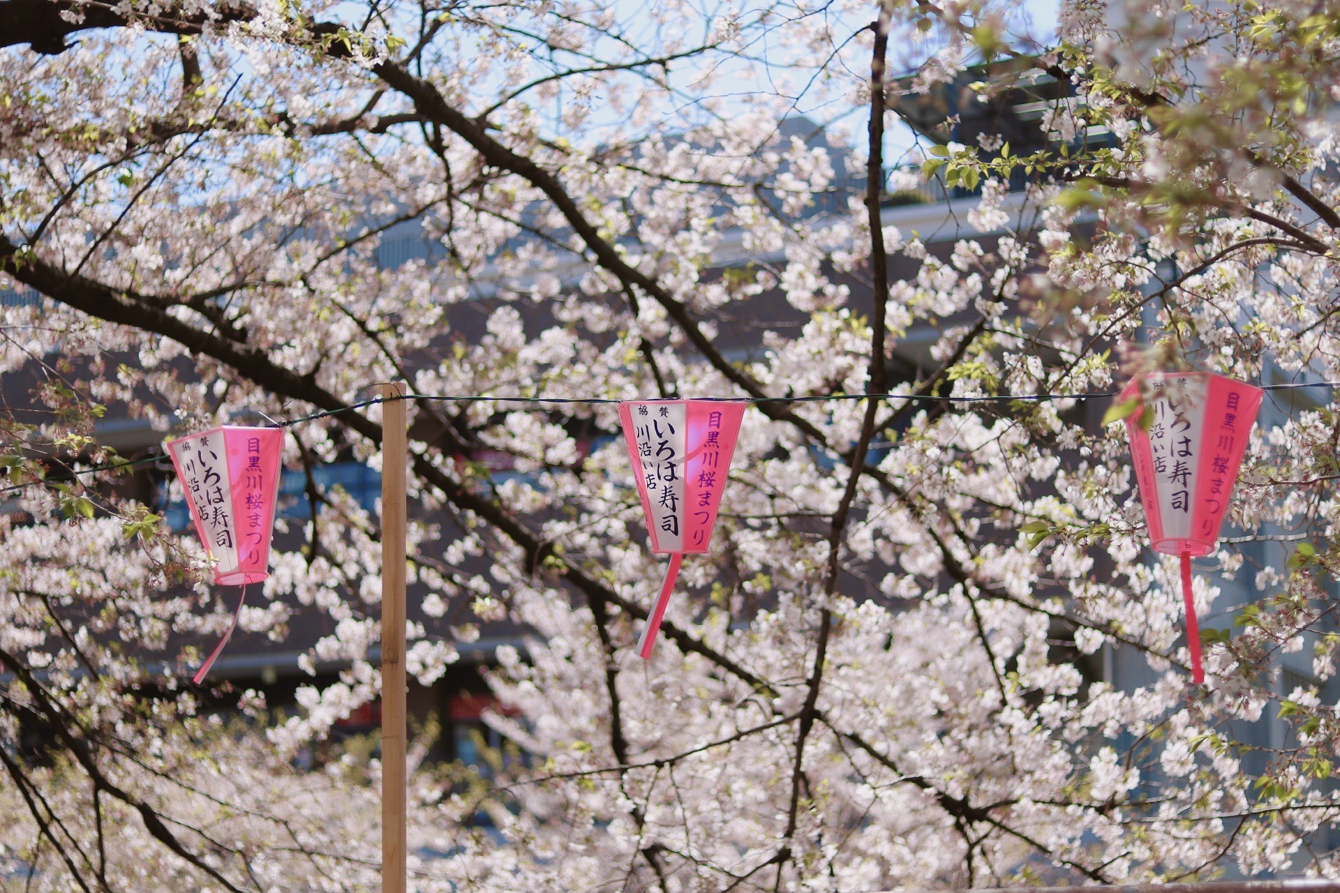 目黒川雅叙園マンション前付近の桜 Trip Com Tokyo Travelogues