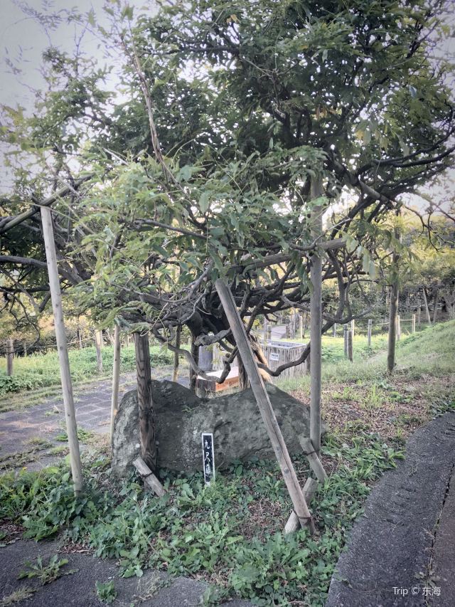 橫須賀市立しょうぶ園