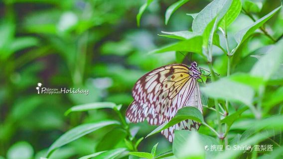 Palawan Butterfly Ecological Garden and Tribal Village