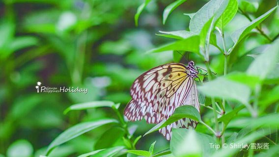 Palawan Butterfly Ecological Garden and Tribal Village