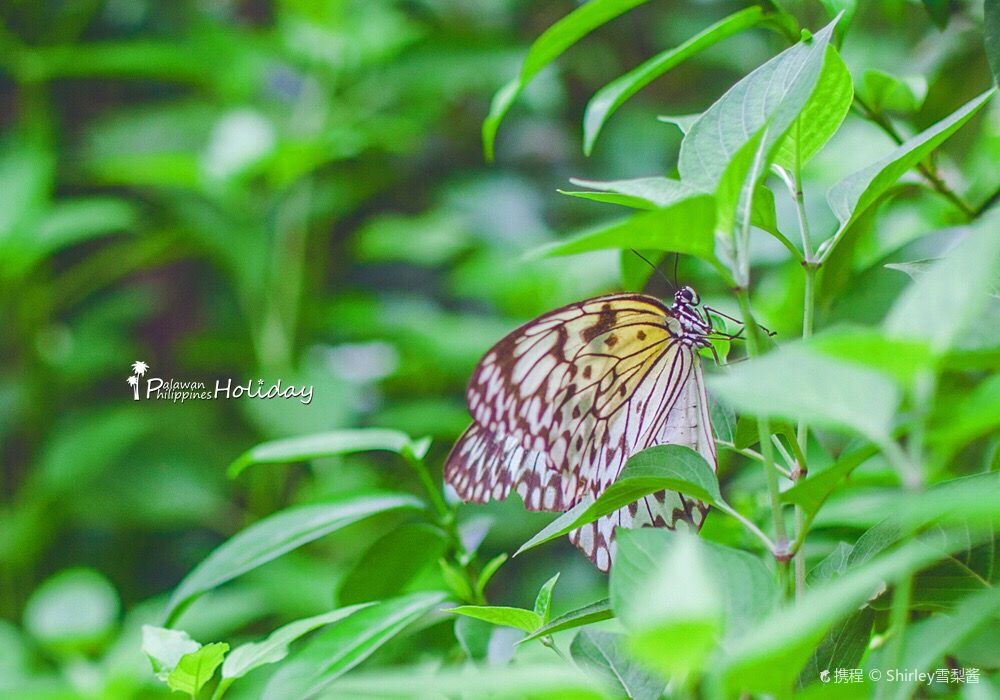 Palawan Butterfly Ecological Garden and Tribal Village