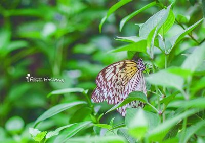 Palawan Butterfly Ecological Garden and Tribal Village