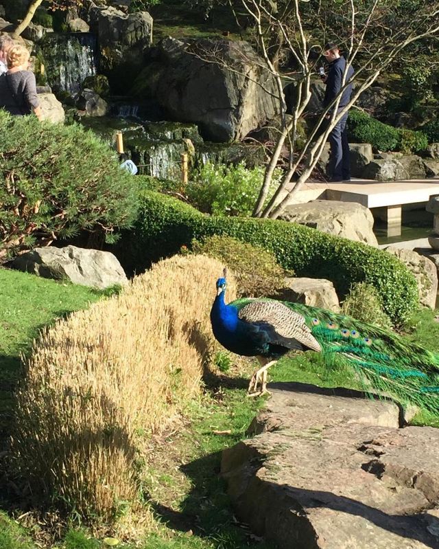 Kyoto Garden
