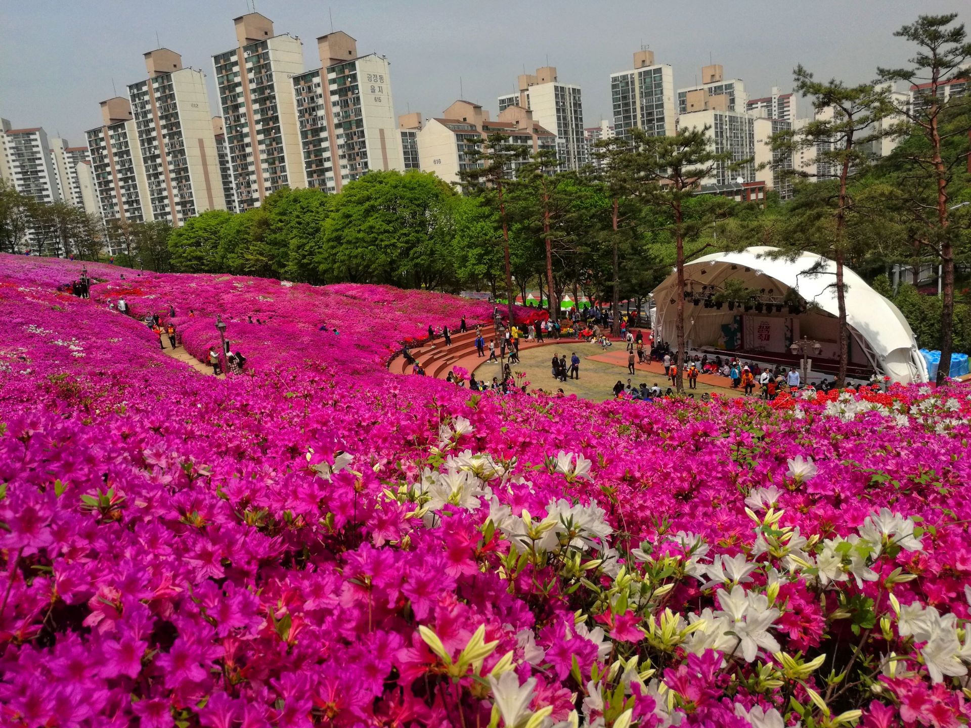 軍浦杜鵑花節 | 軍浦市