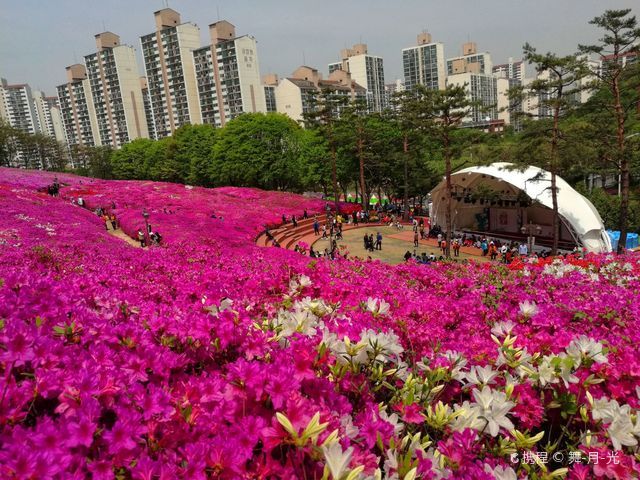 Gunpo Royal Azalea Festival | Gunpo-si