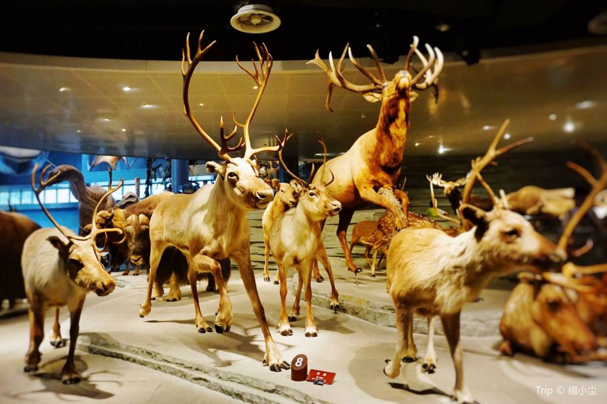 上海自然博物館