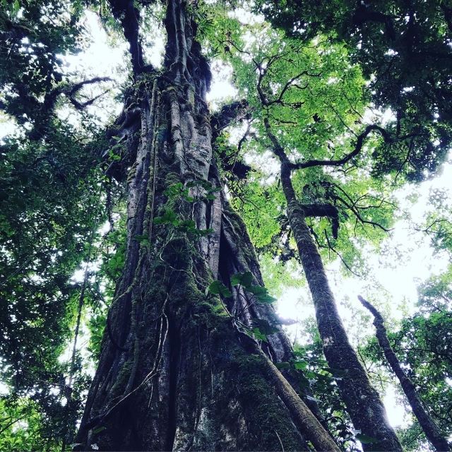 Monteverde Cloud Forest Biological Preserve