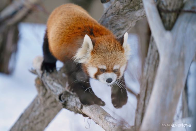 Japan Hokkaido Weather in December Forecast and Guide