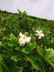 江夏薰香悅花卉世界