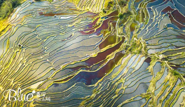 Terraced Fields Viewing in Yuanyang