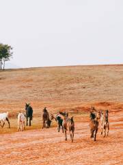 Beidaying Grassland