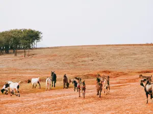 Beidaying Grassland