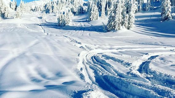 Whistler