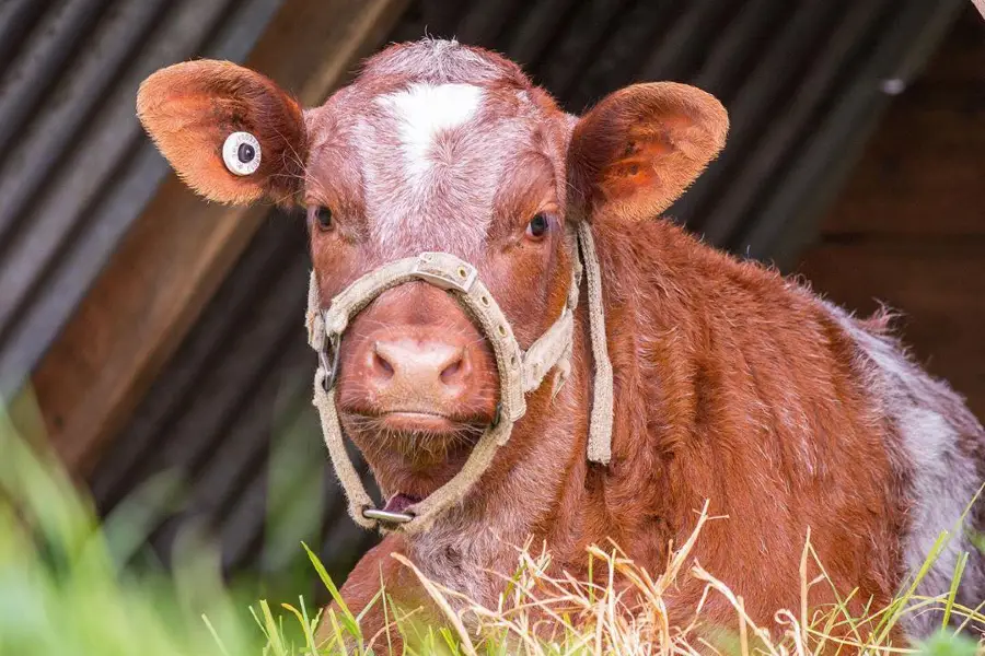 Collingwood Children's Farm