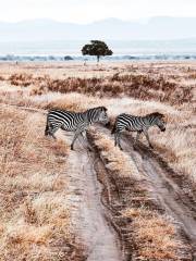 Mikumi National Park