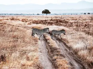 Mikumi National Park