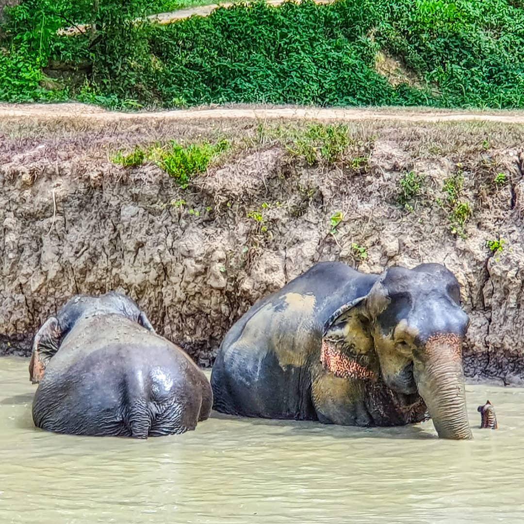 Elephant Valley Thailand 評判 案内 トリップドットコム