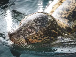 Sapporo City Maruyama Zoo