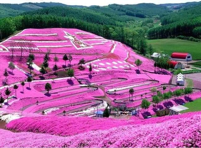 東藻琴芝櫻公園