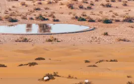 Dubai Desert Conservation Reserve