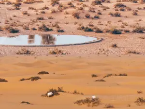ドバイ砂漠自然保護区