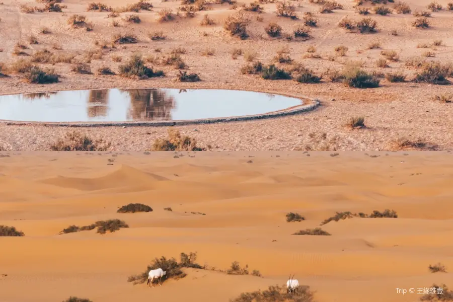 Dubai Desert Conservation Reserve