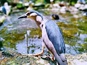 バンドン動物園