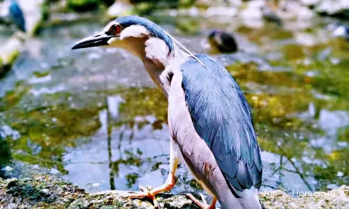Bandung Zoo