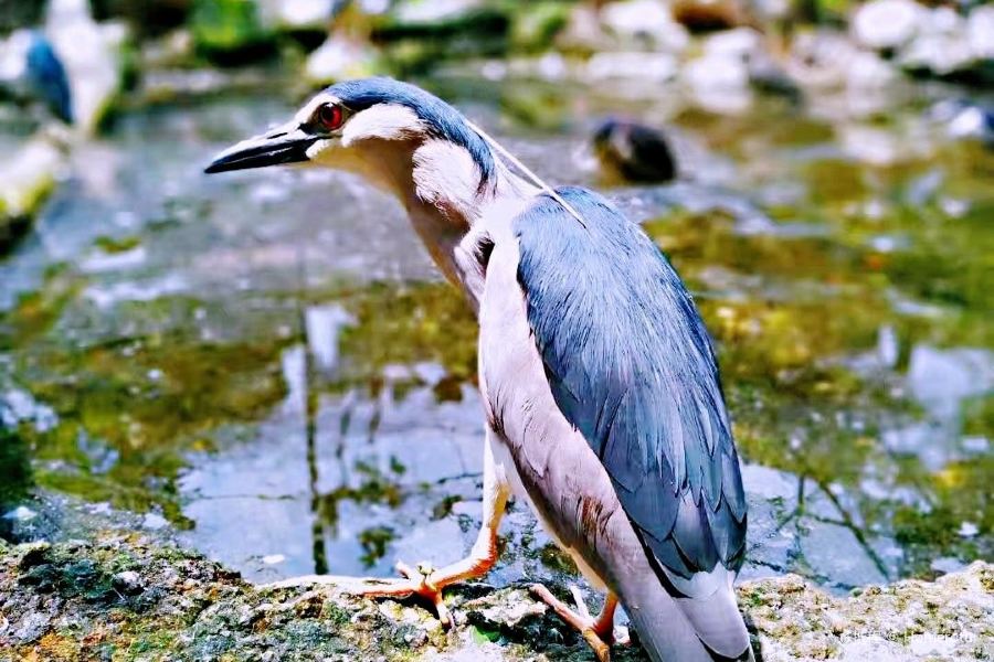萬隆動物園