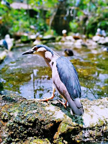 Bandung Zoo