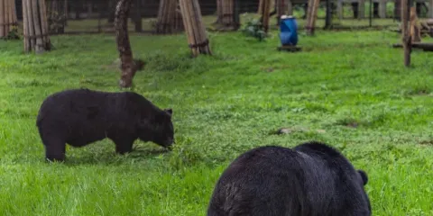 龍橋黑熊救護中心