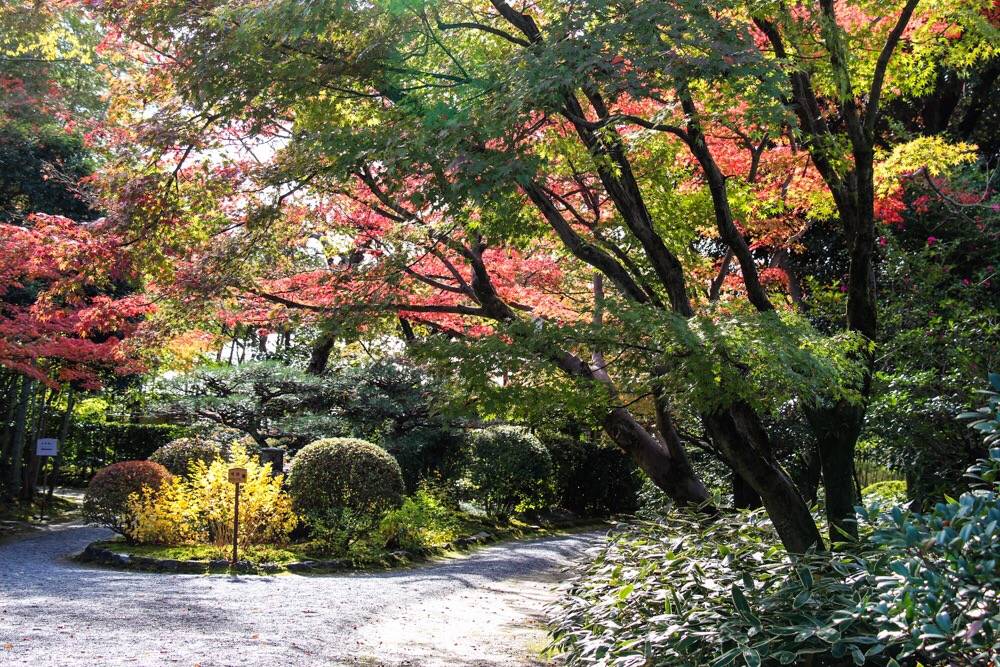 名古屋紅葉 | 11. 寂光院