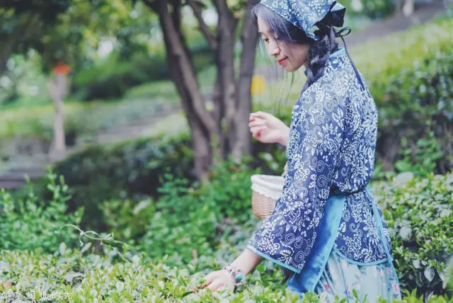 Tea Picking in Liyang