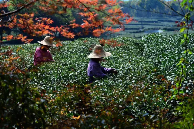 Hangzhou Tea Tasting
