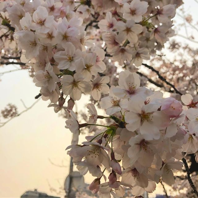 清水寺